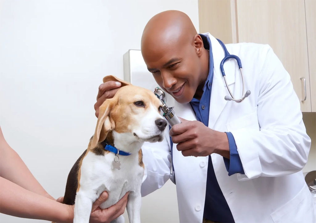 veterinarians